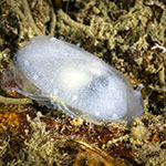 Galeommatidae 02